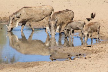 doğal yaşam alanında yaban yaban domuzlarının yakın çekim