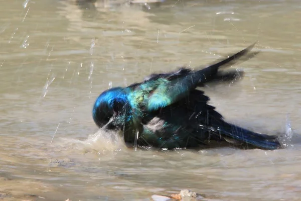 Närbild Skott Vackra Afrikanska Starling Bird Natural Habitat — Stockfoto