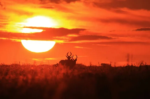 Landschaftliche Aufnahme Von Schönen Wilden Gnus Natürlichem Lebensraum Bei Sonnenuntergang — Stockfoto