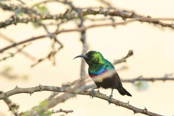 美丽的非洲太阳鸟在自然栖息地的特写镜头 — 图库照片
