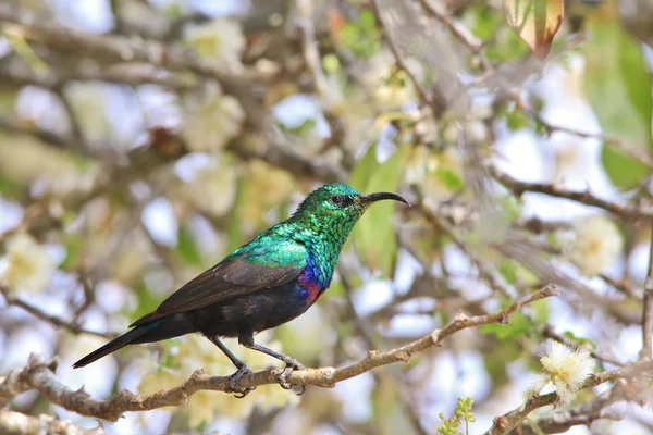 Blízkí Střela Krásného Afrického Slunečního Ptáka Přírodním Prostředí — Stock fotografie