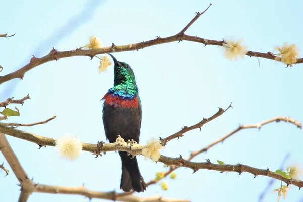 美丽的非洲太阳鸟在自然栖息地的特写镜头 — 图库照片