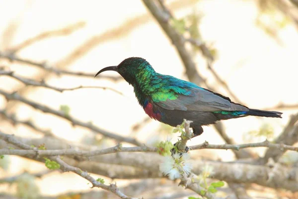 Doğal Yaşam Alanında Güzel Afrika Güneş Kuş Yakın Çekim — Stok fotoğraf