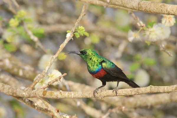Gros Plan Magnifique Oiseau Soleil Africain Dans Habitat Naturel — Photo