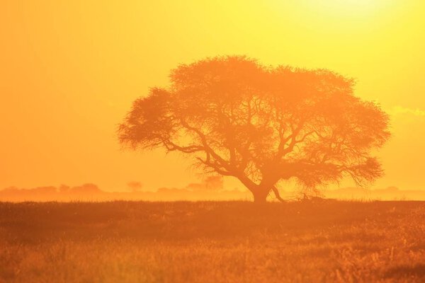 Scenic shot of beautiful orange African sunset