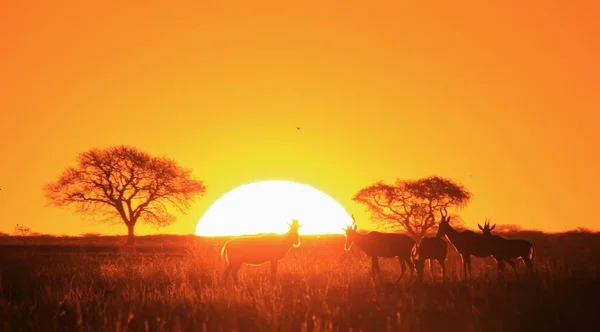gün batımında doğal yaşam alanında güzel vahşi antilopların doğal çekim