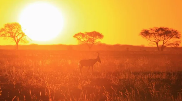 Γραφική Βολή Από Όμορφο Άγριο Γκνου Φυσικό Βιότοπο Στο Ηλιοβασίλεμα — Φωτογραφία Αρχείου