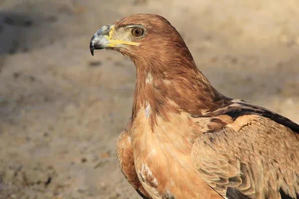 Close Shot Van Mooie Wilde Adelaar Vogel — Stockfoto