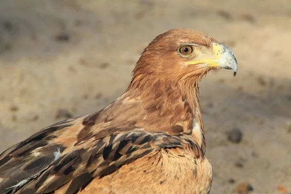 Gros Plan Sur Magnifique Aigle Sauvage — Photo