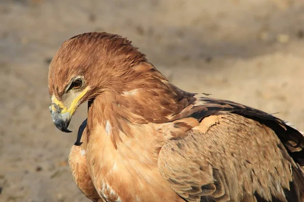 Close Shot Van Mooie Wilde Adelaar Vogel — Stockfoto