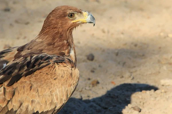 Gros Plan Sur Magnifique Aigle Sauvage — Photo