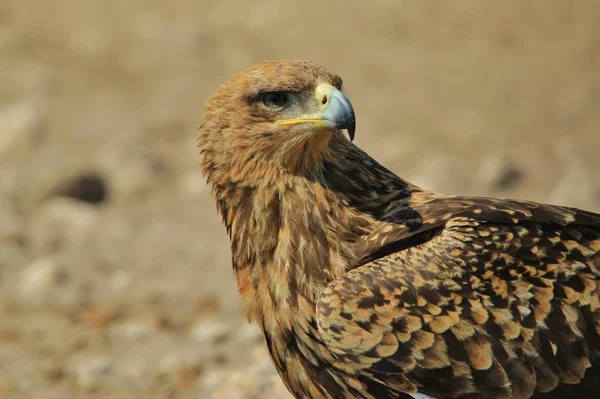 Närbild Skott Vackra Vilda Eagle Bird — Stockfoto