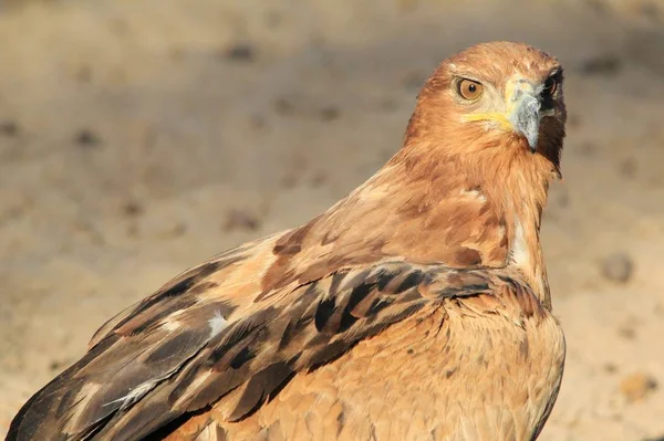 Primer Plano Hermoso Pájaro Águila Salvaje — Foto de Stock