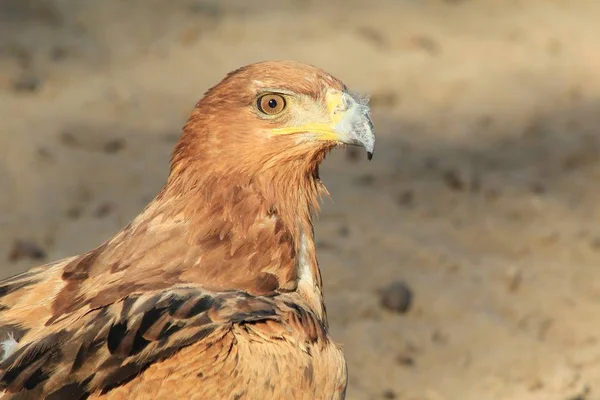 Güzel Vahşi Kartal Kuş Yakın Çekim — Stok fotoğraf