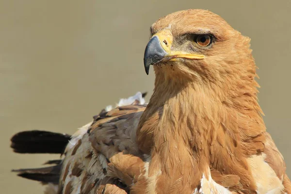 Närbild Skott Vackra Vilda Eagle Bird — Stockfoto