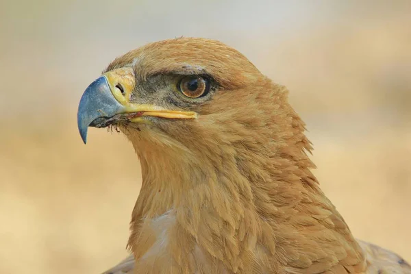 美しい野生のワシの鳥のクローズアップショット — ストック写真