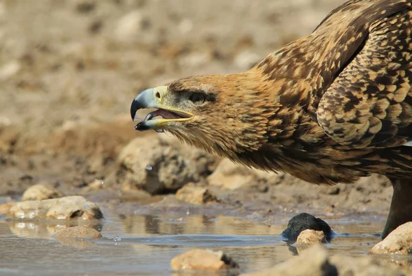 Close Shot Beautiful Wild Eagle Bird — Stock Photo, Image