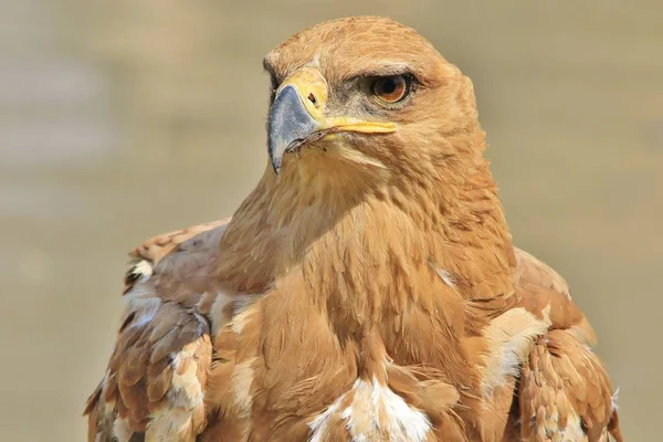 美しい野生のワシの鳥のクローズアップショット — ストック写真