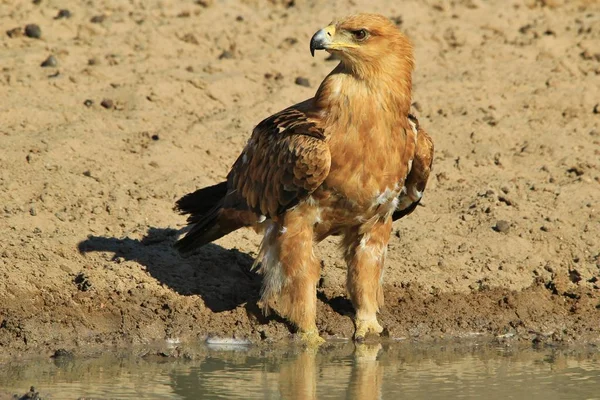 Närbild Skott Vackra Vilda Eagle Bird — Stockfoto