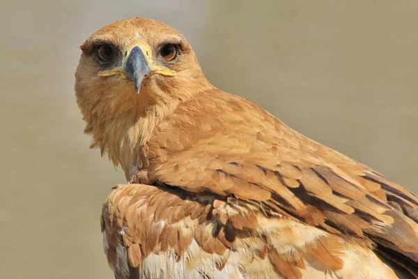 美しい野生のワシの鳥のクローズアップショット — ストック写真