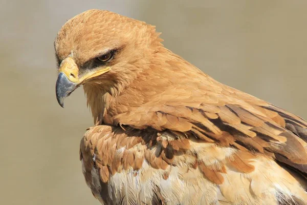 Primer Plano Hermoso Pájaro Águila Salvaje — Foto de Stock