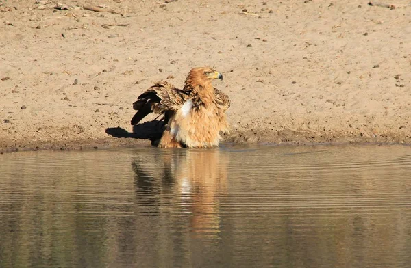 güzel vahşi kartal kuş yakın çekim