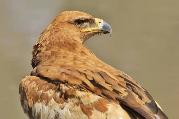 Primer Plano Hermoso Pájaro Águila Salvaje —  Fotos de Stock