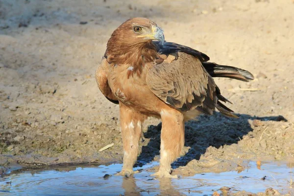 美しい野生のワシの鳥のクローズアップショット — ストック写真