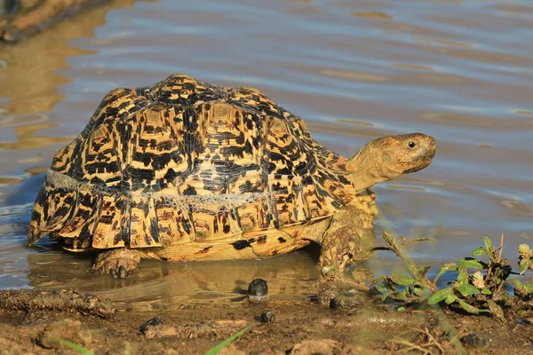 Nahaufnahme Einer Niedlichen Schildkröte Natürlichem Lebensraum — Stockfoto