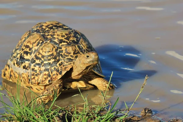 Gros Plan Tortue Mignonne Dans Habitat Naturel — Photo