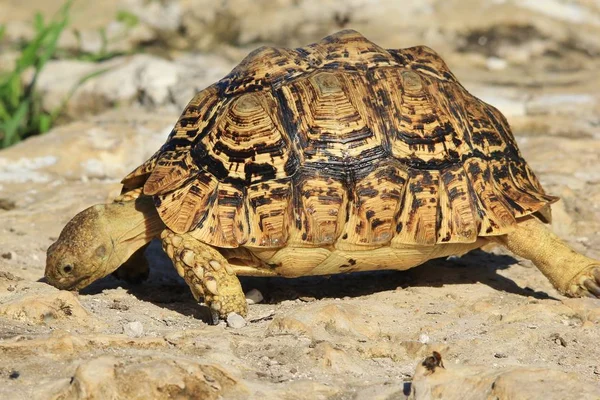 Gros Plan Tortue Mignonne Dans Habitat Naturel — Photo