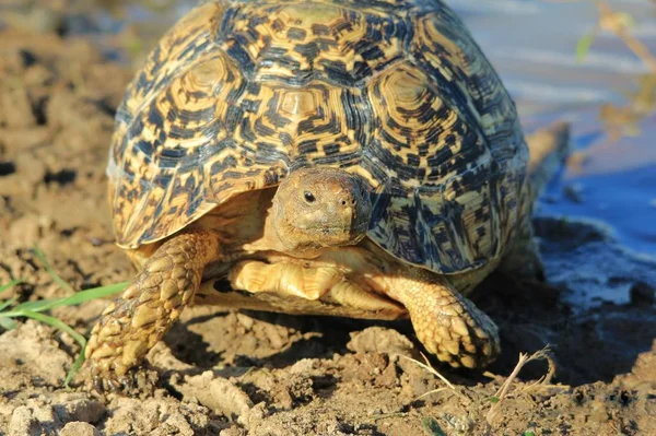 Gros Plan Tortue Mignonne Dans Habitat Naturel — Photo