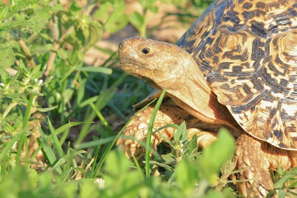 Gros Plan Tortue Mignonne Dans Habitat Naturel — Photo