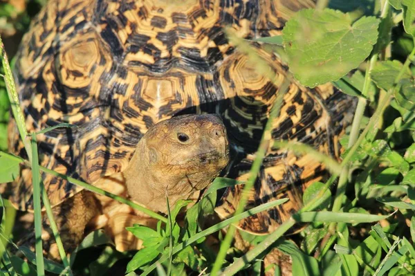 Nahaufnahme Einer Niedlichen Schildkröte Natürlichem Lebensraum — Stockfoto