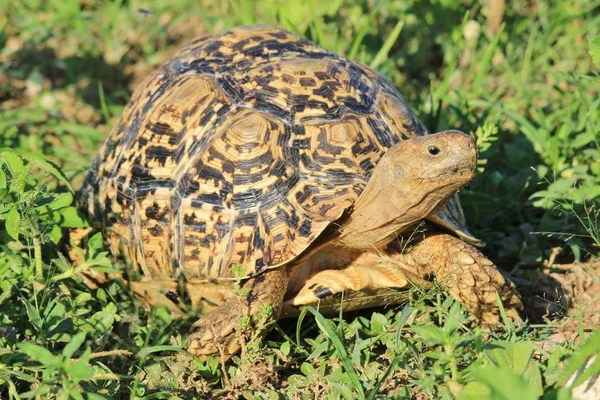close-up shot of cute turtle in natural habitat