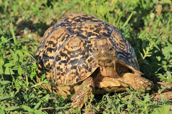 close-up shot of cute turtle in natural habitat