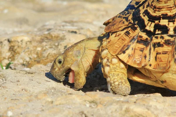 Gros Plan Tortue Mignonne Dans Habitat Naturel — Photo