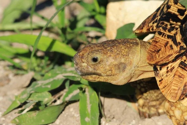 Gros Plan Tortue Mignonne Dans Habitat Naturel — Photo