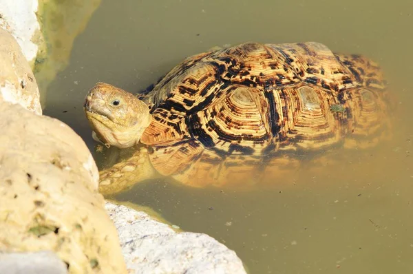 Nahaufnahme Einer Niedlichen Schildkröte Natürlichem Lebensraum — Stockfoto