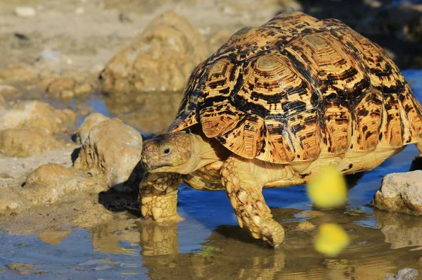 Gros Plan Tortue Mignonne Dans Habitat Naturel — Photo