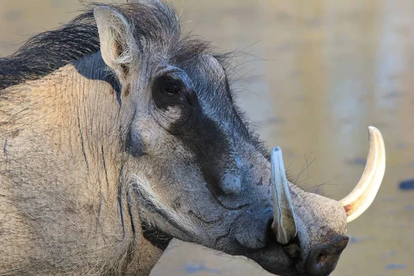 Tiro Cênico Warthog Selvagem Habitat Natural — Fotografia de Stock