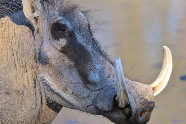 Sceniczny Strzał Dzikich Warthog Naturalnym Środowisku — Zdjęcie stockowe