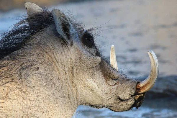 Festői Lövés Vadon Élő Warthog Természetes Élőhelyek — Stock Fotó