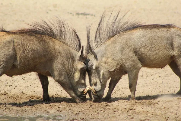 自然栖息地野生疣猪的特写镜头 — 图库照片