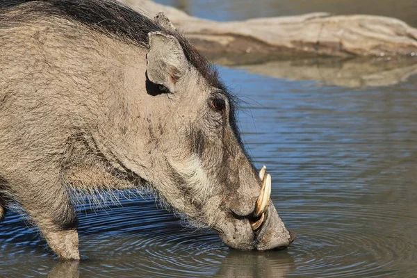 Sceniczny Strzał Dzikich Warthog Naturalnym Środowisku — Zdjęcie stockowe