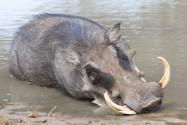 Gros Plan Phacochère Sauvage Dans Habitat Naturel — Photo