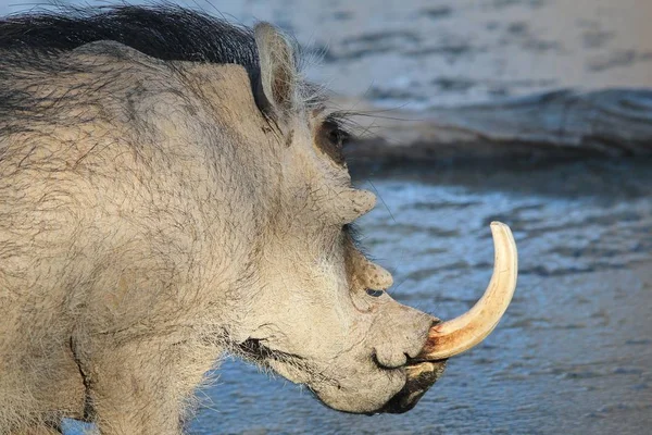 Prise Vue Panoramique Phacochère Sauvage Dans Habitat Naturel — Photo