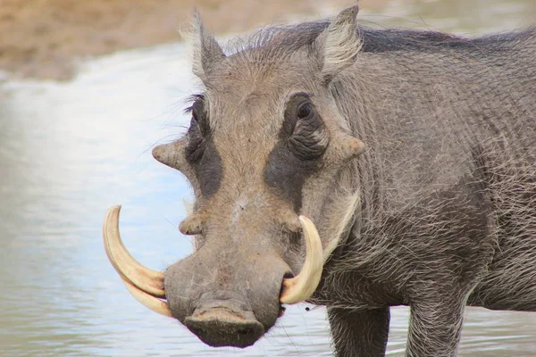 Close Shot Wild Warthog Natural Habitat — Stock Photo, Image