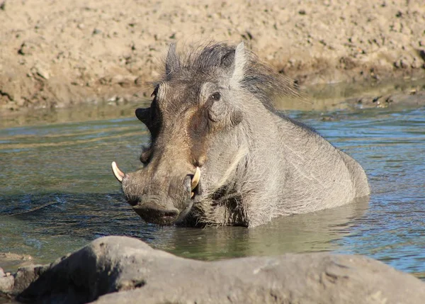 Close Tiro Warthog Selvagem Habitat Natural — Fotografia de Stock