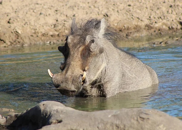 Close Shot Wild Warthog Natural Habitat — Stock Photo, Image